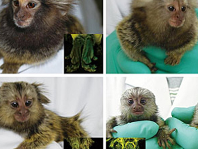 Μαϊμούδες… που φωσφορίζουν στο σκοτάδι