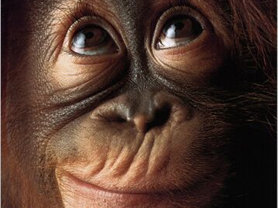 Πίθηκος με “μαγικές” ικανότητες