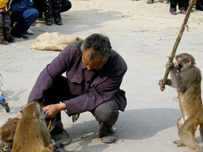 Μαϊμούδες επιτέθηκαν στον ιδιοκτήτη τους