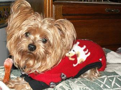 Σκυλιά σε ρόλο γιατρού