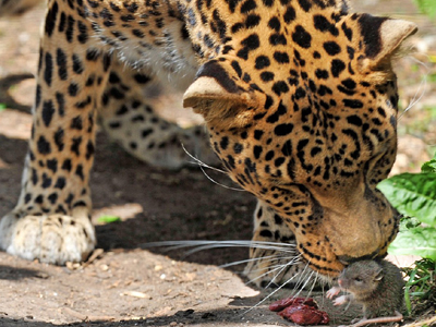 Η άγρια ομορφιά και το ποντίκι