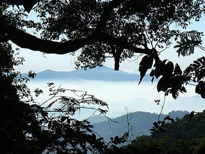 Βρήκαν ανεξερεύνητο δάσος μέσω του Google Earth