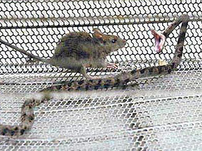 Ποντίκι νίκησε φίδι