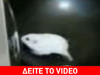 Χάμστερ… στο τηγάνι