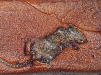 Βρήκε ολόκληρο ποντίκι στο ψωμί του