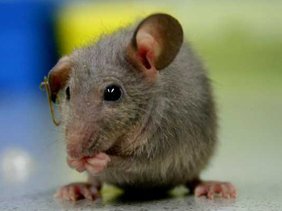 Ποντίκια “έβαλαν” φωτιά σε γάτες