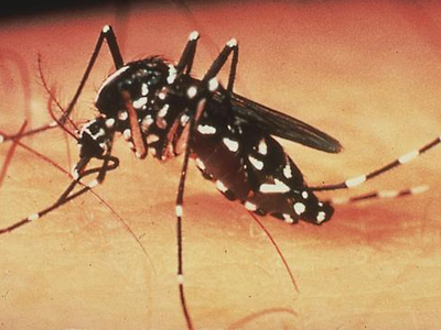 Πέθανε μετά από τσίμπημα κουνουπιού