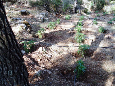 Ναρκωτικά… σε βάζα