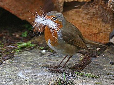 Τα πουλιά έφτιαξαν φωλιά από τα… μαλλιά του