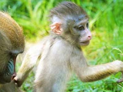 «Ρατσιστικό» επεισόδιο για τη μαϊμού «Obama»