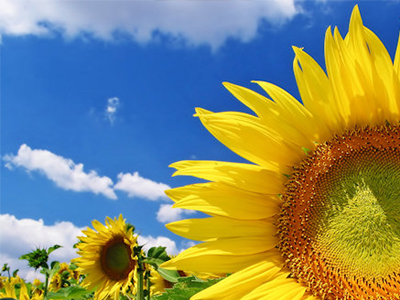 Πράσινο χάπενινγκ