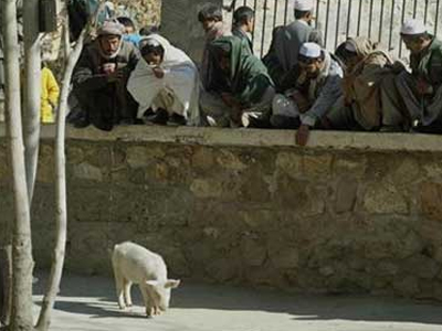 Ιδού το μοναδικό γουρουνάκι στο Αφγανιστάν