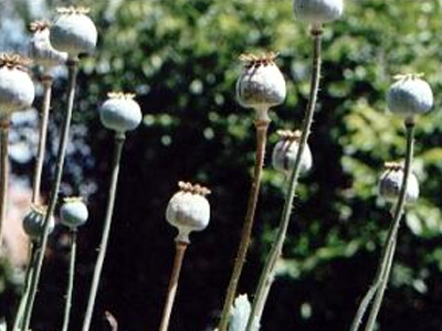 Συνέλαβαν 29χρονο που καλλιεργούσε όπιο