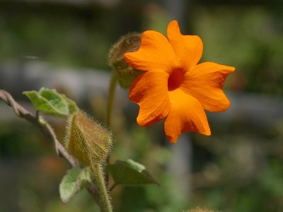 Όταν τα φυτά απειλούνται, καλούν ενισχύσεις