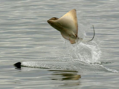 Σαλάχι έβγαλε ”φτερά” απ’ το φόβο της Όρκας