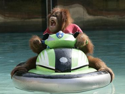 Ο ουρακοτάγκος και το… τζετ σκι