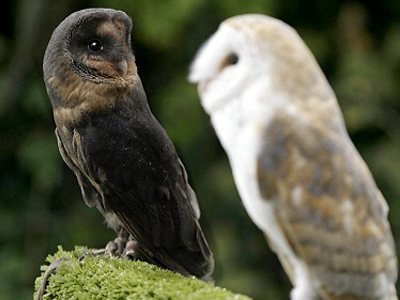 Εντοπίστηκε σπάνιο είδος κουκουβάγιας