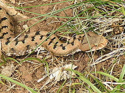 Αμέτρητα δηλητηριώδη φίδια στο Παγγαίο