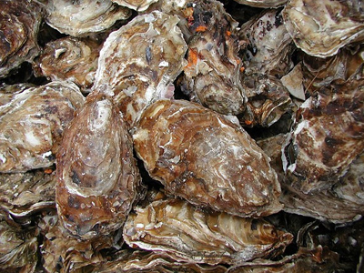 Τον συνέλαβαν με 300 κιλά χαλασμένα οστρακοειδή