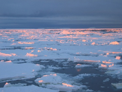 Η μείωση των πάγων επηρεάζει τη χλωρίδα και την πανίδα