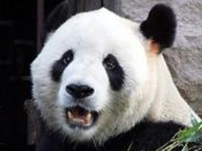 Πάντα δάγκωσε άνθρωπο