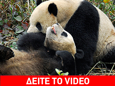 Δύο πάντα στην υπηρεσία της διπλωματίας