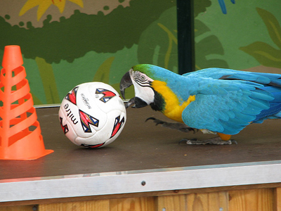 Παπαγάλος σε ρόλο… διαιτητή