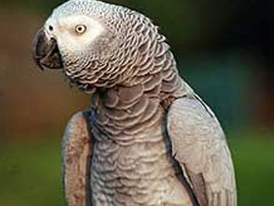 Παπαγάλος παίρνει Prozac