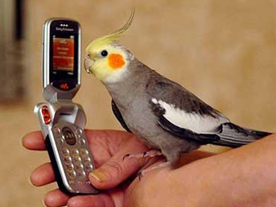 Χαμένος παπαγάλος μίλησε στο τηλέφωνο με τους ιδιοκτήτες του