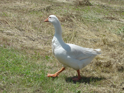 Σύριζα και  παπάκι και όχι το  Μητσοτάκη