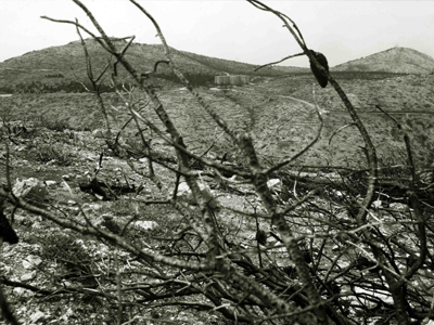 Να γιατί καίγονται τα δάση.