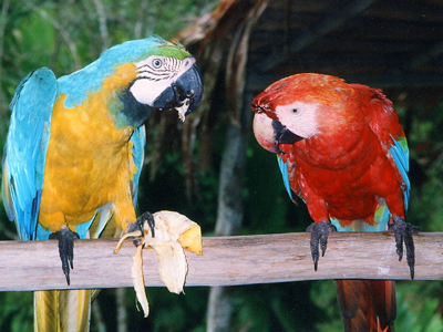 Συγκατοικούσε με… 1.700 παπαγάλους