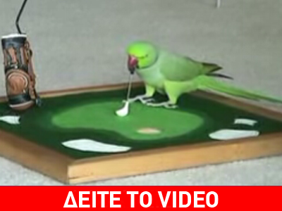Παπαγάλος που παίζει γκολφ και μπάσκετ