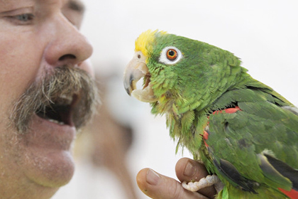 Παπαγάλοι έμαθαν στο αφεντικό τους να μιλάει