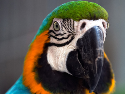 Τι είπε ο παπαγάλος