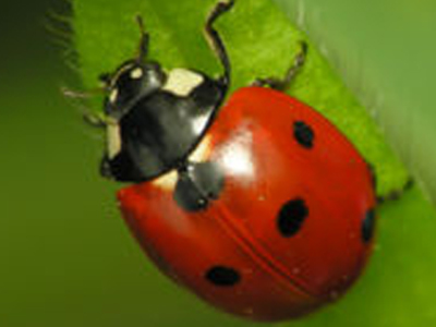 Η Πασχαλίτσα της Βουλής