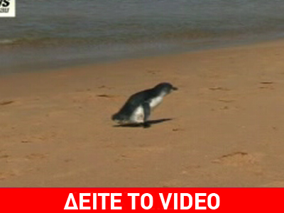 Πιγκουίνοι στη θάλασσα… με ανθρώπινη βοήθεια