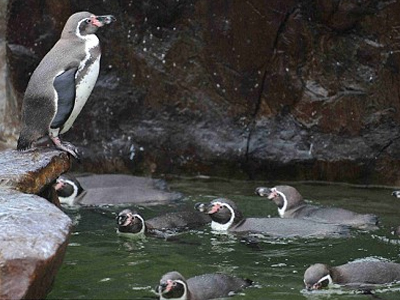 Πιγκουίνος με φοβία… στο νερό