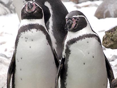 Gay πιγκουίνοι… με πατρικό ένστικτο