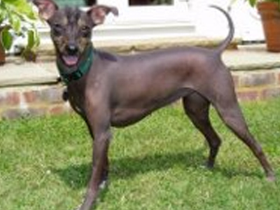 Το Περού δωρίζει υποαλλεργικό σκύλο στον Ομπάμα