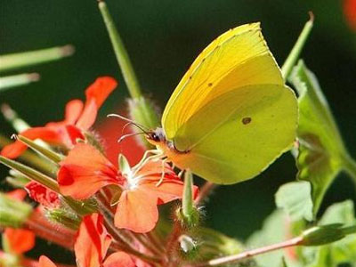 Κερκυραϊκές πεταλούδες