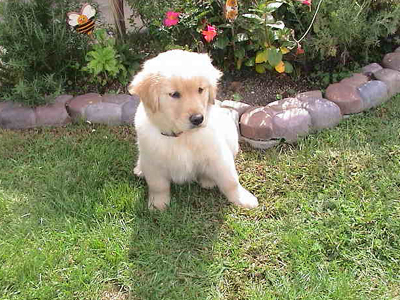 Χάνοντας το αγαπημένο μας κατοικίδιο