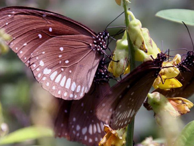 Πετυχημένο το 1ο πείραμα υποβοηθούμενης μετανάστευσης