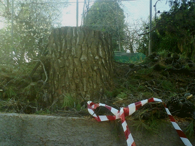 Έκοψε πεύκο 60 ετών ο δήμος Χαλανδρίου