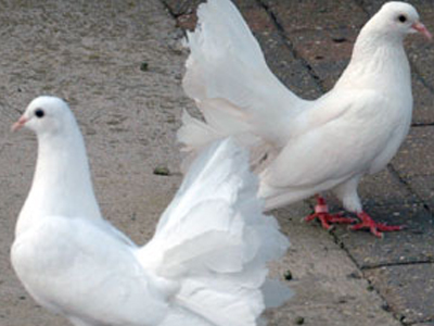 Προμηθεύονταν ναρκωτικά με περιστέρια