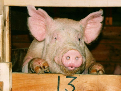 Χορεύοντας με τα «Γουρούνια»