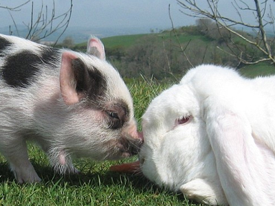 Μία… ανορθόδοξη φιλία