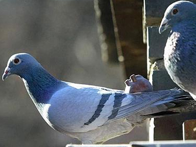 Περιστέρια μετέφεραν κινητά τηλέφωνα σε φυλακισμένους