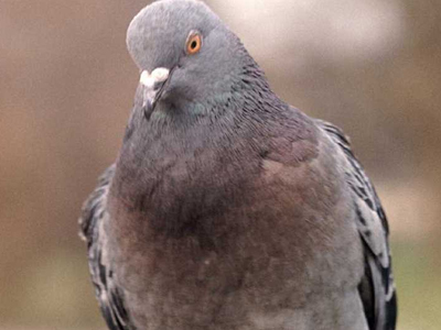 Έκρυψε περιστέρια στο… παντελόνι του