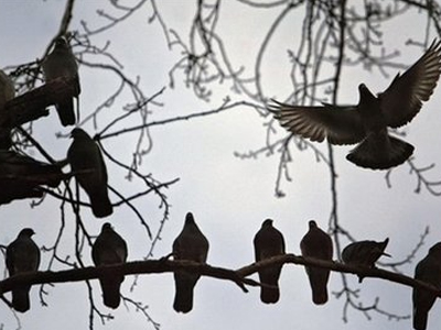Συνέλαβαν περιστέρια για κατασκοπεία